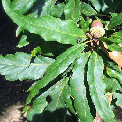 Quercus petraea 'Mespilifolia' – Kocsánytalan tölgy