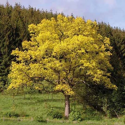 Quercus robur 'Concordia' – Kocsányos tölgy