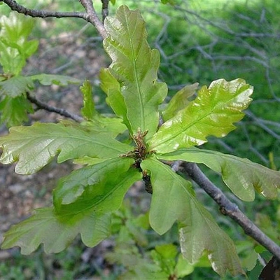 Quercus robur 'Cucullata' – Kocsányos tölgy
