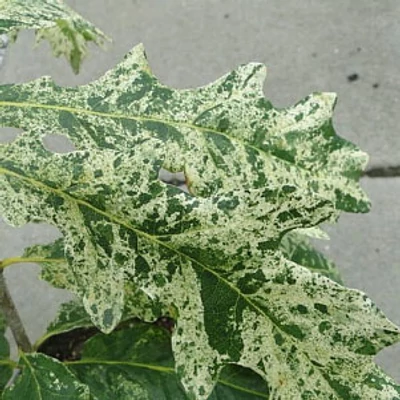 Quercus robur 'Jan Kiepura' – Kocsányos tölgy