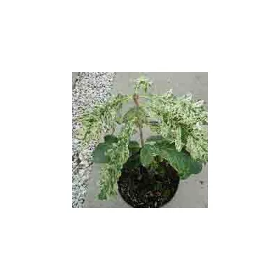 Quercus robur 'Jan Zamoyski' – Kocsánytalan tölgy