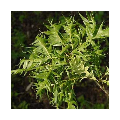Quercus robur 'Miky' – Kocsányos tölgy