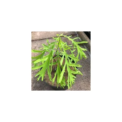 Quercus robur 'Posnania' – Kocsányos tölgy