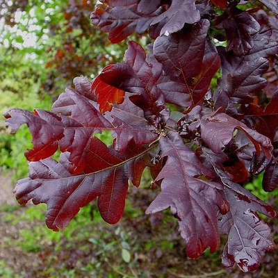 Quercus robur 'Purpurascens' – Kocsányos tölgy