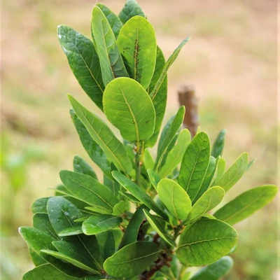 Quercus robur 'Salfast' – Kocsányos tölgy
