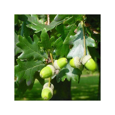 Quercus robur 'Szili szomorú' - Csüngő ágú kocsányos tölgy