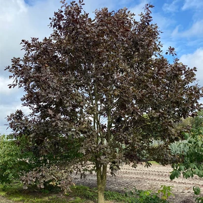 Quercus robur 'Timuki' – Kocsányos tölgy