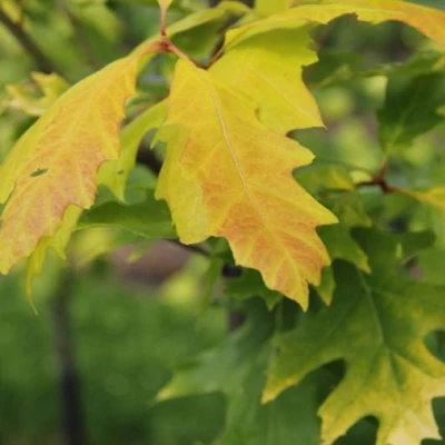 Quercus rubra (syn.: Quercus borealis) 'Boltes Gold' – Vörös tölgy