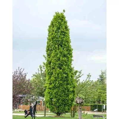 Quercus rubra (syn.: Quercus borealis) 'Rocket' – Vörös tölgy