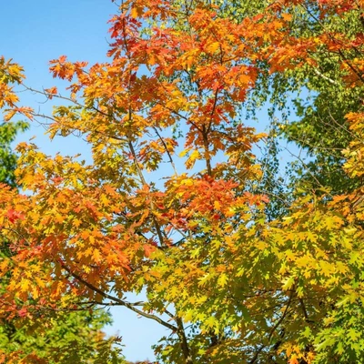 Quercus texana 'New Madrid' – Tölgy