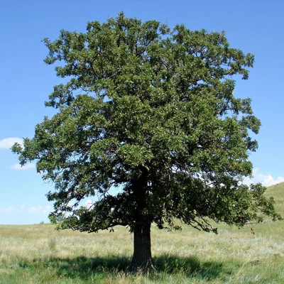 Quercus velutina – Festő tölgy