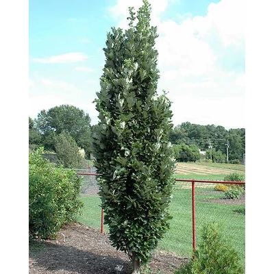 Quercus x warei 'Kindred Spirit' – Oszlopos hibrid tölgy