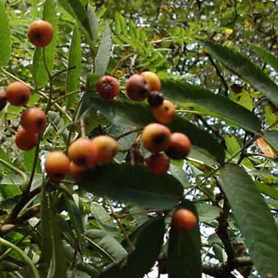 Sorbus arnoldiana x 'Copper Glow' – Berkenye