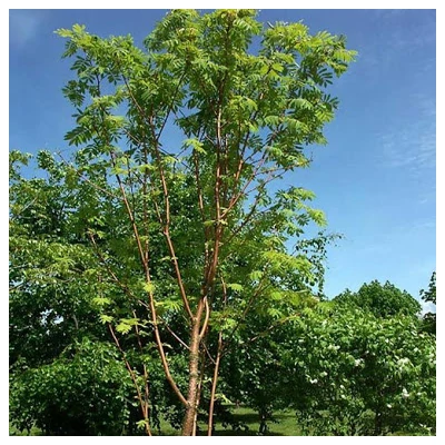 Sorbus aucuparia 'Beissneri' – Madárberkenye