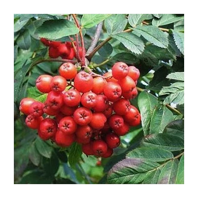 Sorbus aucuparia 'Konzentra' – Közönséges berkenye