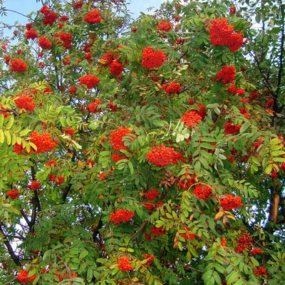 Sorbus aucuparia 'Krasavica' – Madárberkenye