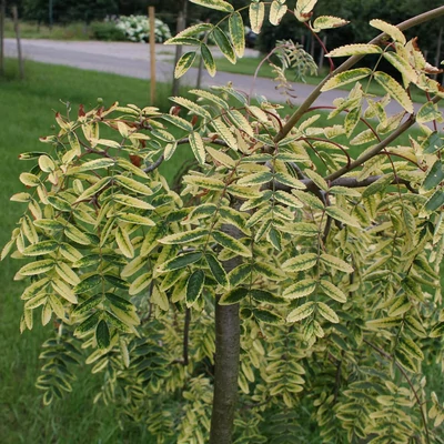 Sorbus aucuparia 'Pendula Variegata' – Csüngő, tarkalombú madárberkenye