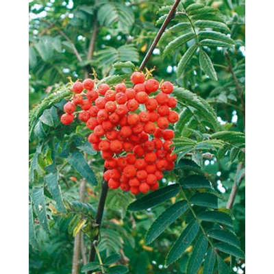 Sorbus aucuparia 'Wettra' – Madárberkenye