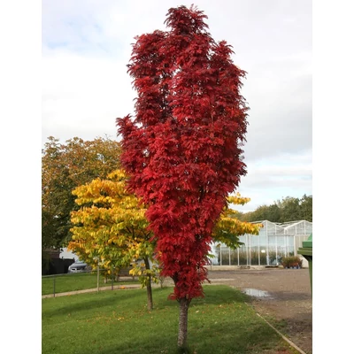 Sorbus 'Autumn Spire' (syn.: 'Flanrock')