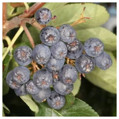 Sorbus 'Black Ruby' – Berkenye