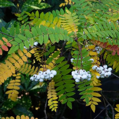 Sorbus cashmiriana – Kasmír berkenye