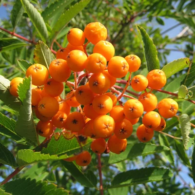 Sorbus commixta 'Birgitta' – Madárberkenye