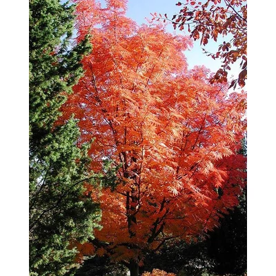 Sorbus commixta 'Carmencita' – Madárberkenye