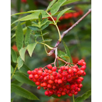 Sorbus commixta – Keleti berkenye