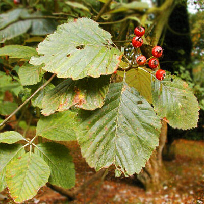 Sorbus cyclophylla - Berkenye