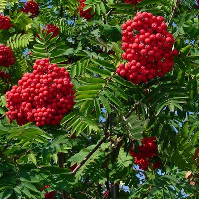 Sorbus decora – Díszes berkenye