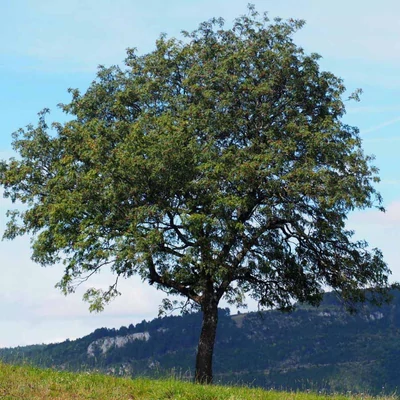 Sorbus domestica - Házi berkenye