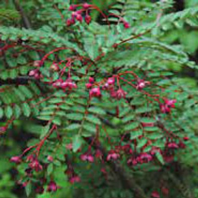 Sorbus filipes