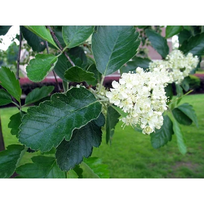 Sorbus intermedia – Svéd berkenye