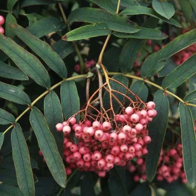 Sorbus 'Leonard Messel' – Berkenye