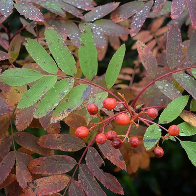 Sorbus matsumurana