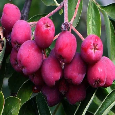 Sorbopyrus 'Rubinovaja' – Berkenyekörte