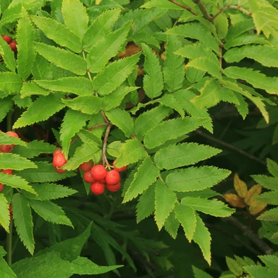 Sorbus sambucifolia – Bodzalevelű berkenye