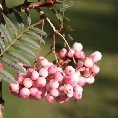 Sorbus vilmorinii – Vilmorin-berkenye