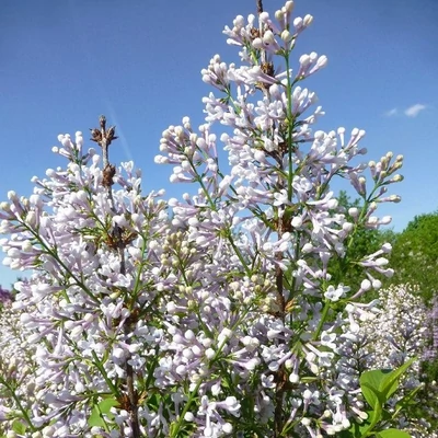 Syringa x chinensis 'Alba' – Kínai orgona