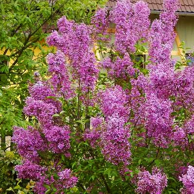 Syringa x chinensis 'Saugeana' – Kínai orgona (extra méretű koros)