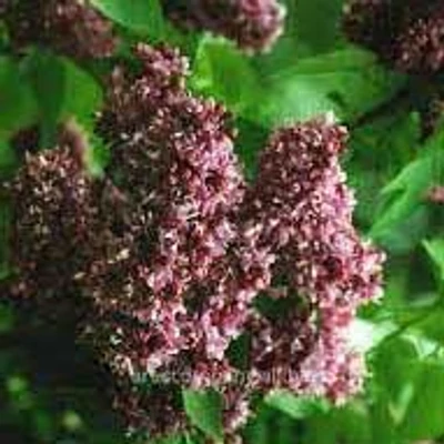 Syringa 'Corrie' – Orgona