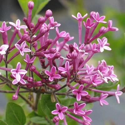 Syringa 'Dark Purple' – Orgona