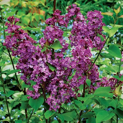 Syringa x hyacinthiflora 'Pocahontas' – Jácintvirágú orgona