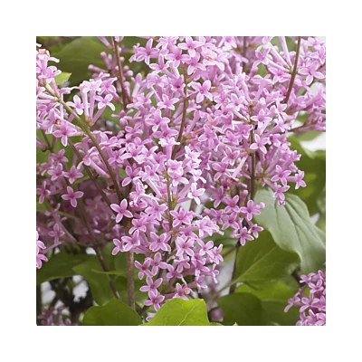 Syringa meyeri 'Flowerfesta Pink'® – Törpe orgona