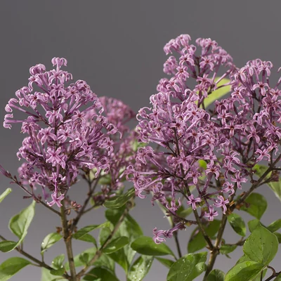 Syringa meyeri 'Lillifee' – Törpe orgona