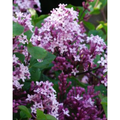 Syringa meyeri 'Palibin' - Törpe orgona