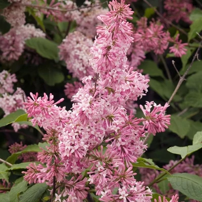 Syringa 'Miss Canada' – Orgona