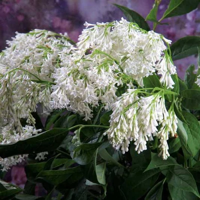 Syringa x prestoniae 'Agnes Smith' – Szöszös orgona