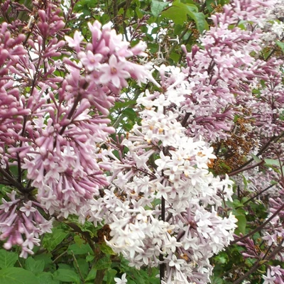 Syringa x prestoniae 'Desdemona' – Szöszös orgona