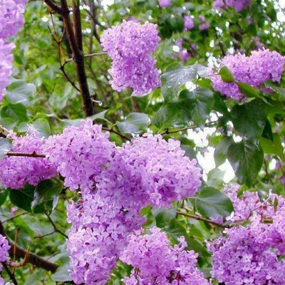 Syringa x prestoniae 'Esterka' – Szöszös orgona